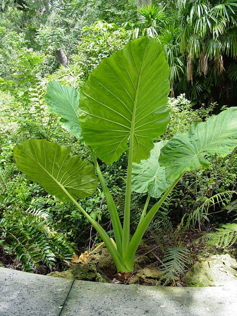 Elephant Ear