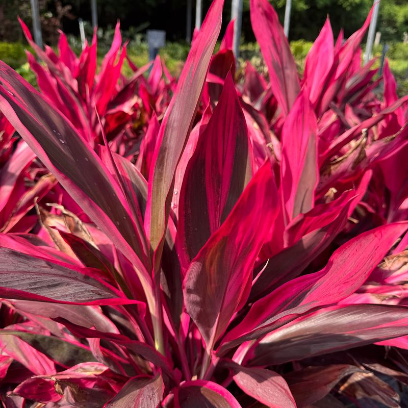 Cordyline