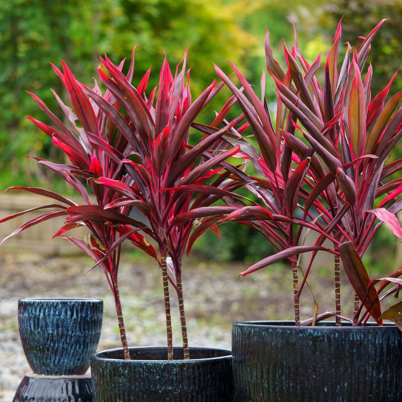 Cordyline
