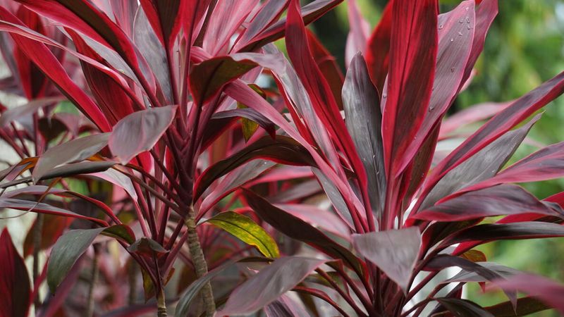 Cordyline