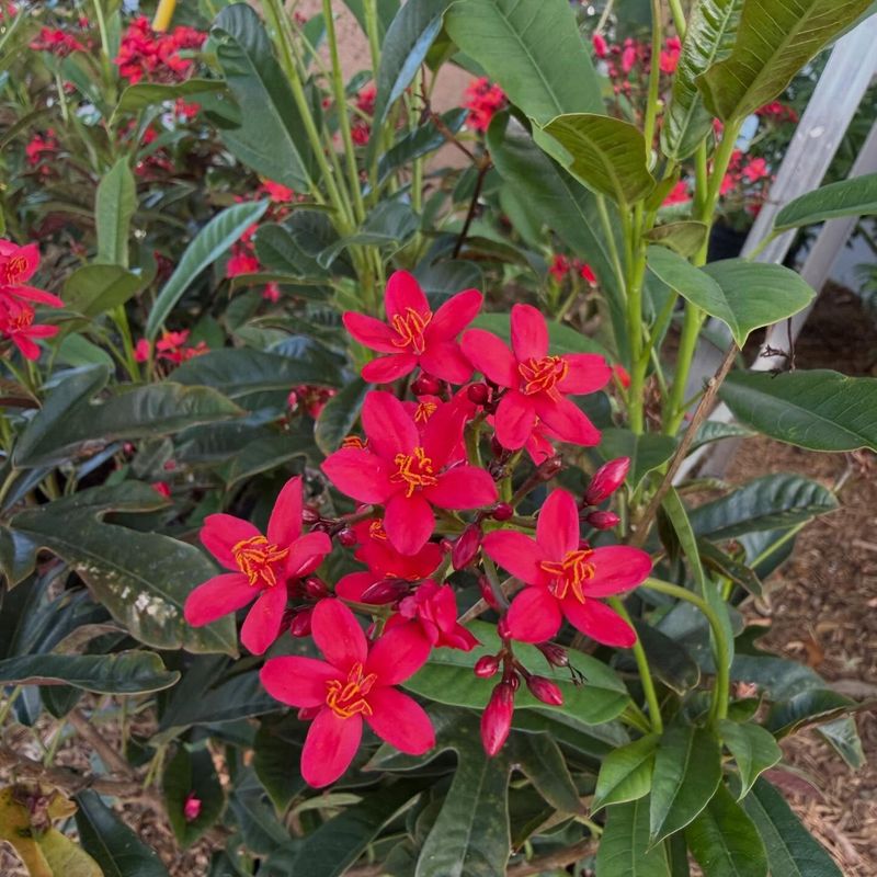 Jatropha