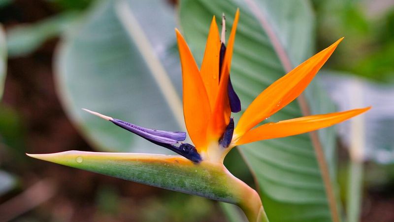 Bird of paradise