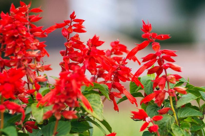 24 low-maintenance flowers that keep blooming through Florida summer 16 Salvia