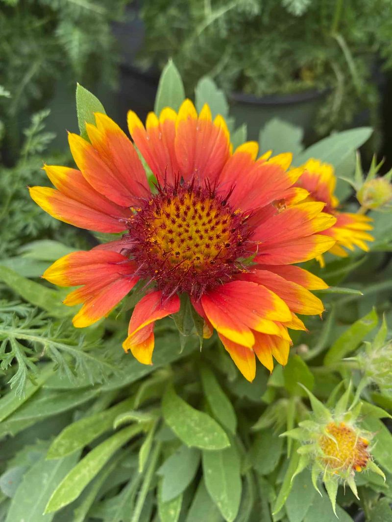Blanket Flower