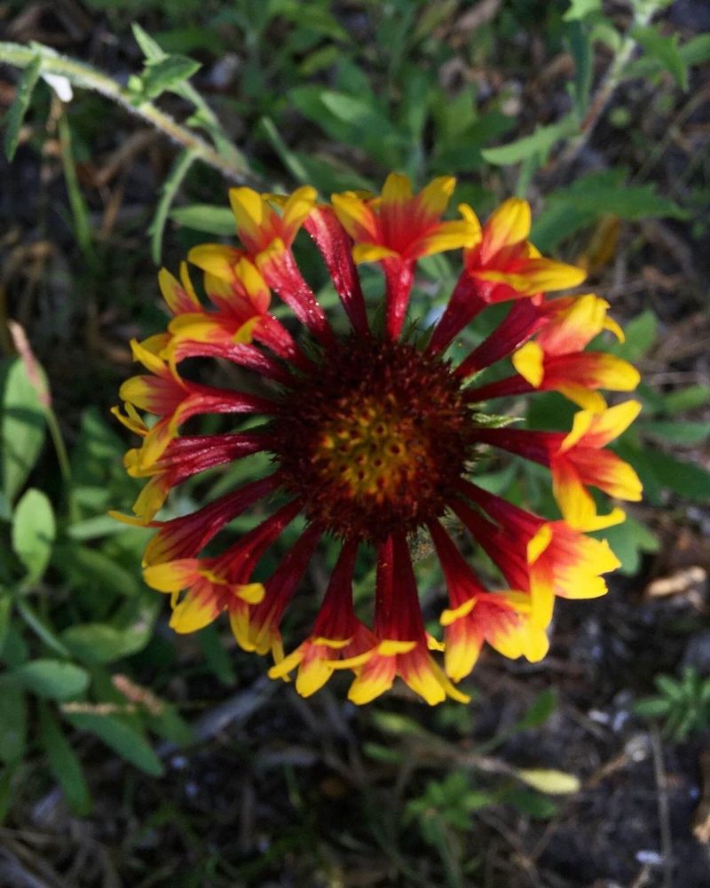 Blanket Flower (Gaillardia pulchella)