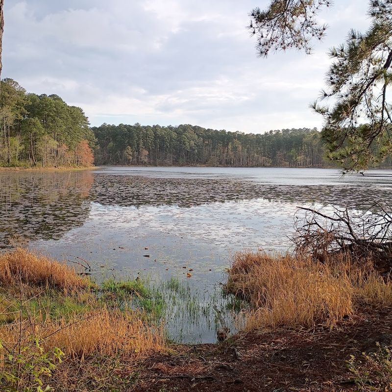 A hidden Texas state park filled with trails, trees, and hardly any crowds 8 A Swimming Area That Keeps Everyone Happy