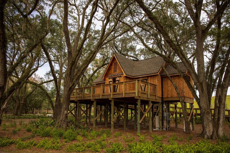 The Magical Treehouse Everyone is Talking About