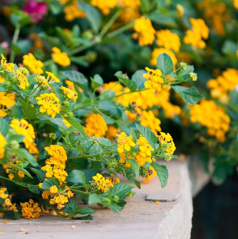Trailing Lantana