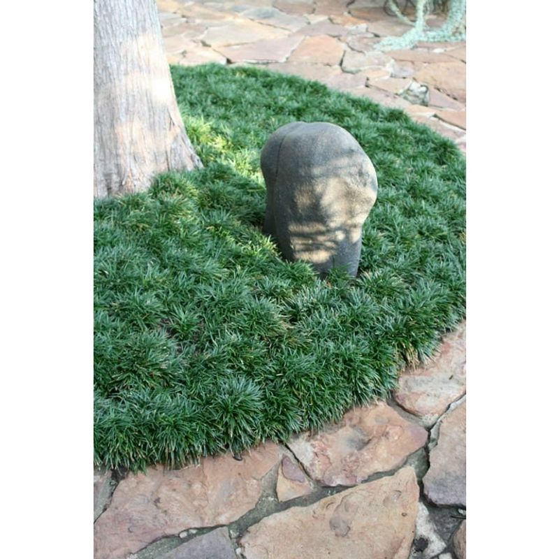Dwarf mondo grass