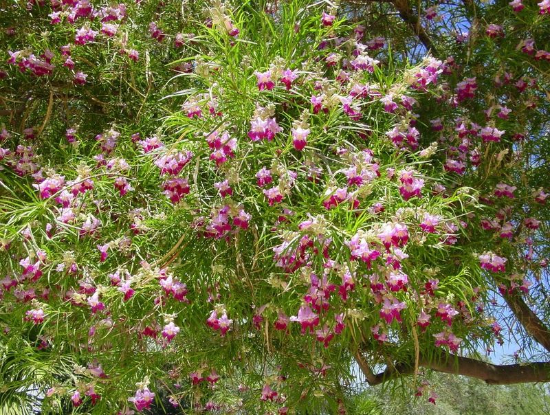 Desert Willow