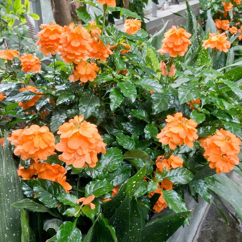 Crossandra