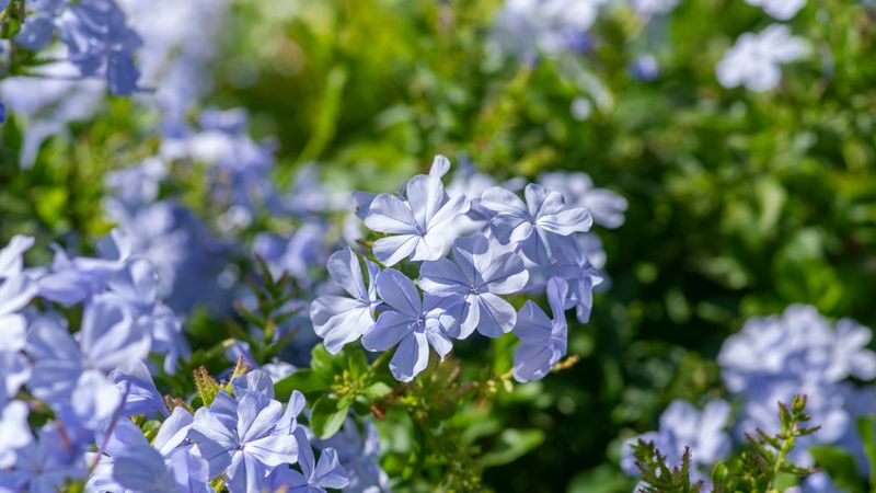 Plumbago
