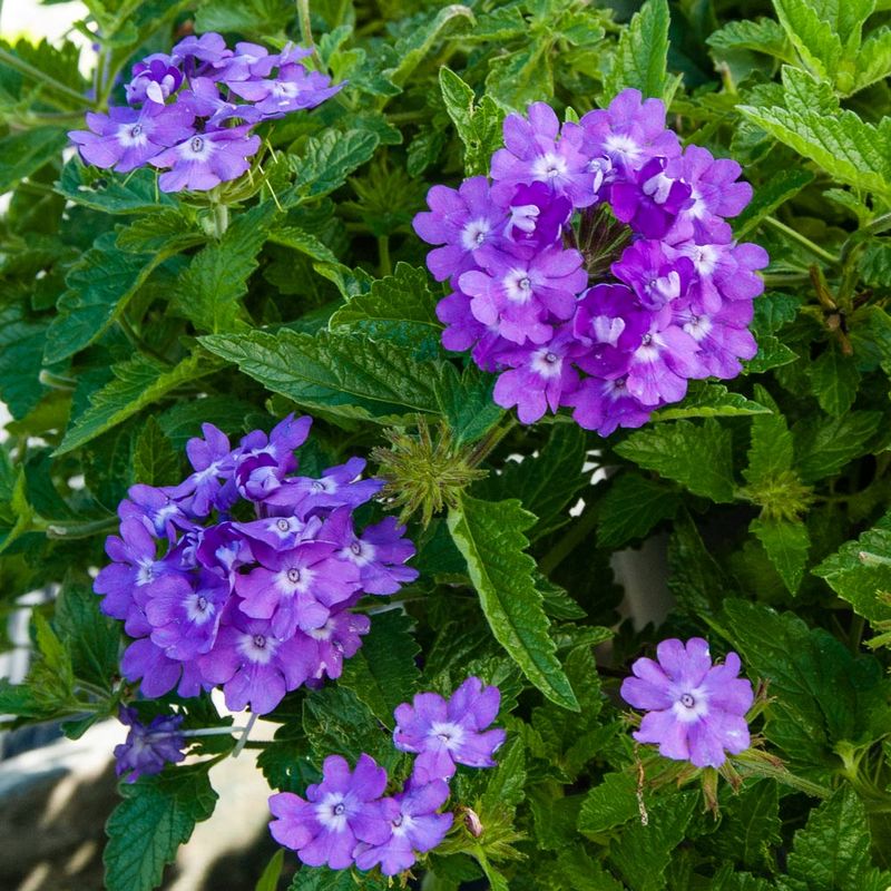 Verbena