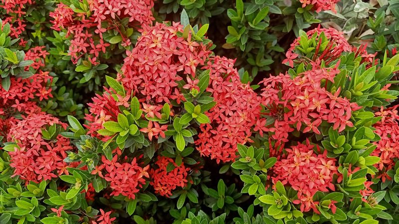 Ixora