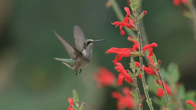 24 low-maintenance flowers that keep blooming through Florida summer 21 Tropical Sage