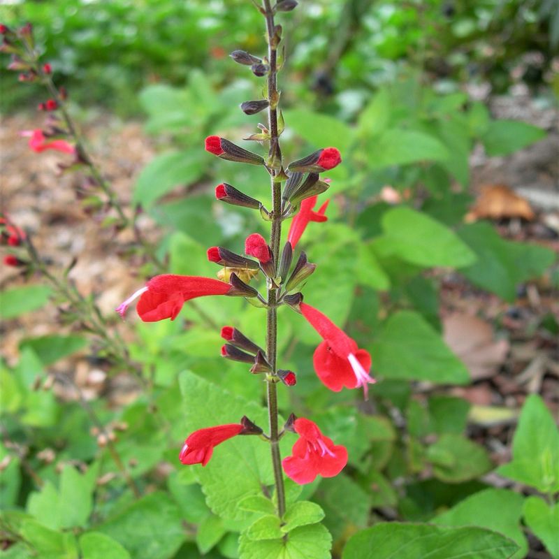 Salvia