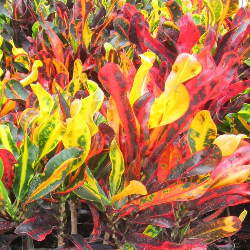 Croton