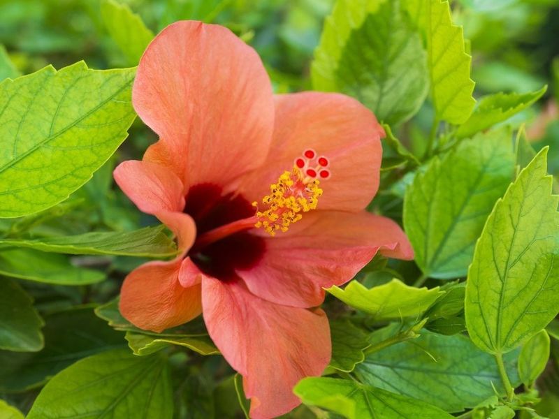 Hibiscus