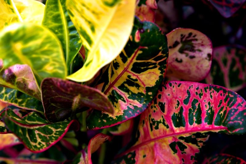 Croton
