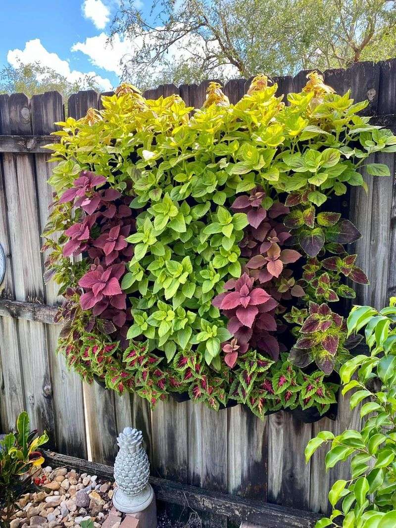 Foliage Plants That Bring Bold Color to Florida Gardens Year-Round 3 Coleus
