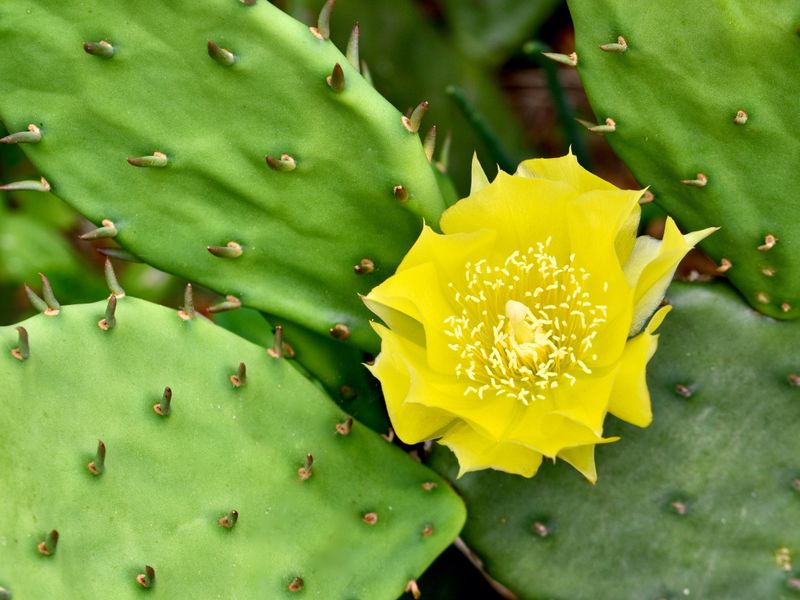 Prickly Pear Cactus