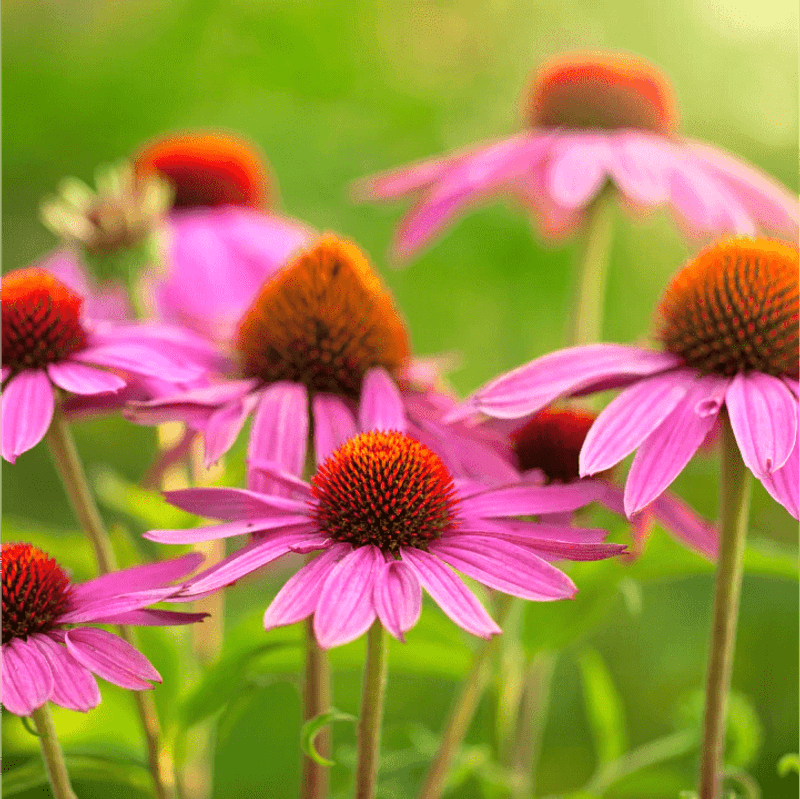 Coneflower