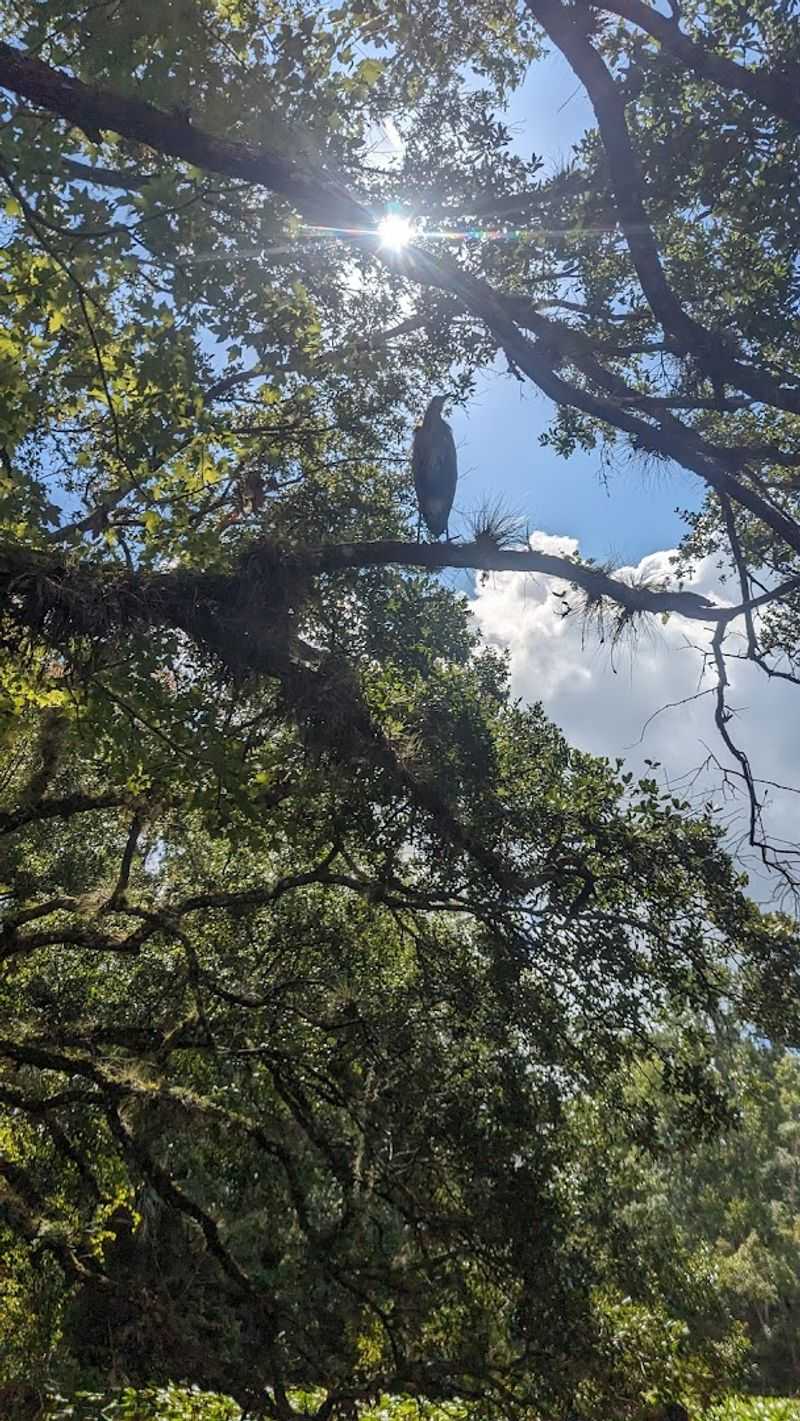 Wildlife Watching: More Creatures Than You Might Expect