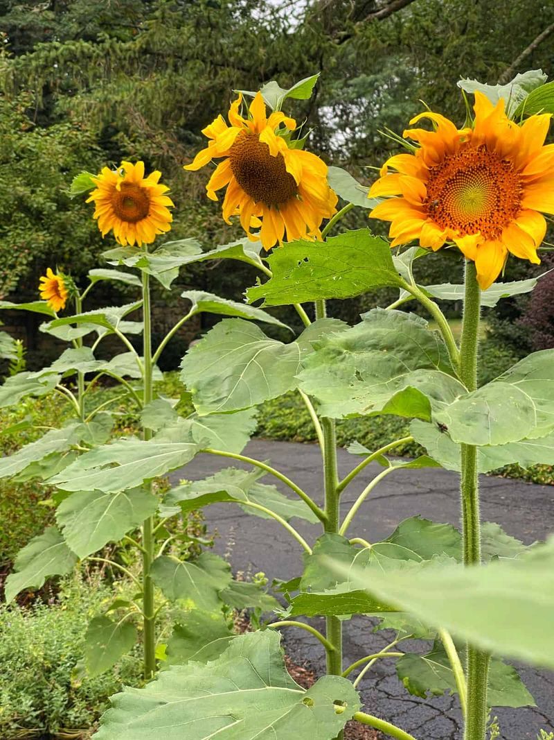 Sunflowers