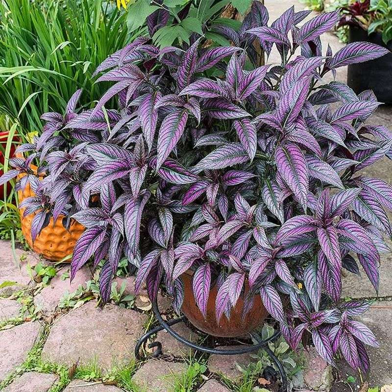 Persian Shield