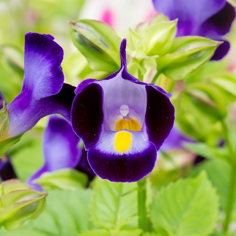 Torenia