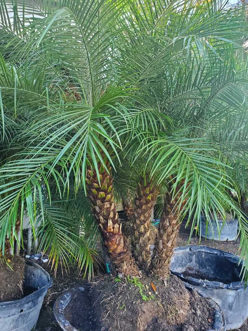 Compact Plants That Fit Perfectly Into Small Florida Garden Spaces 22 Pygmy Date Palm
