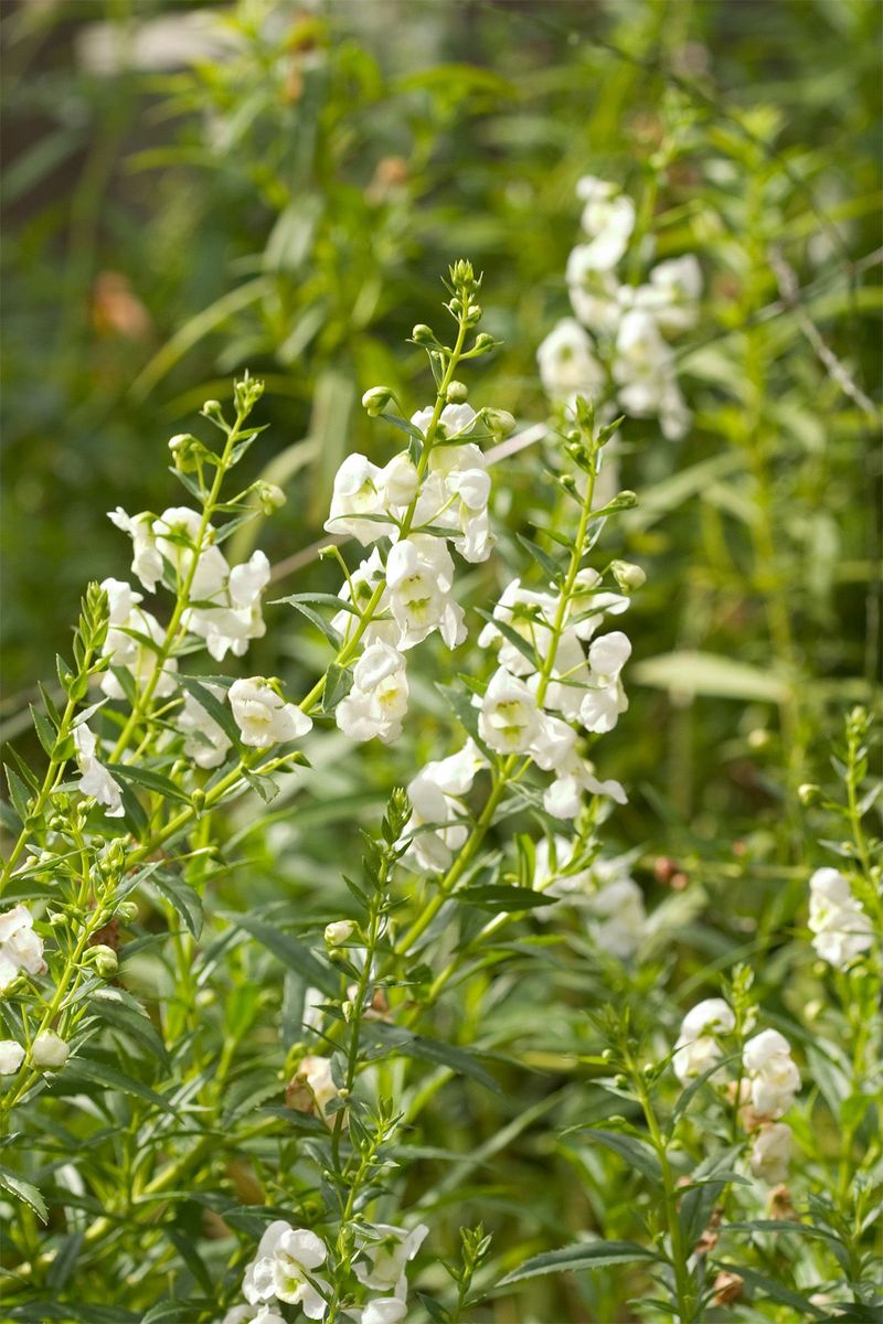 Angelonia