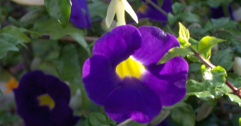 Sky Flower (Thunbergia erecta)
