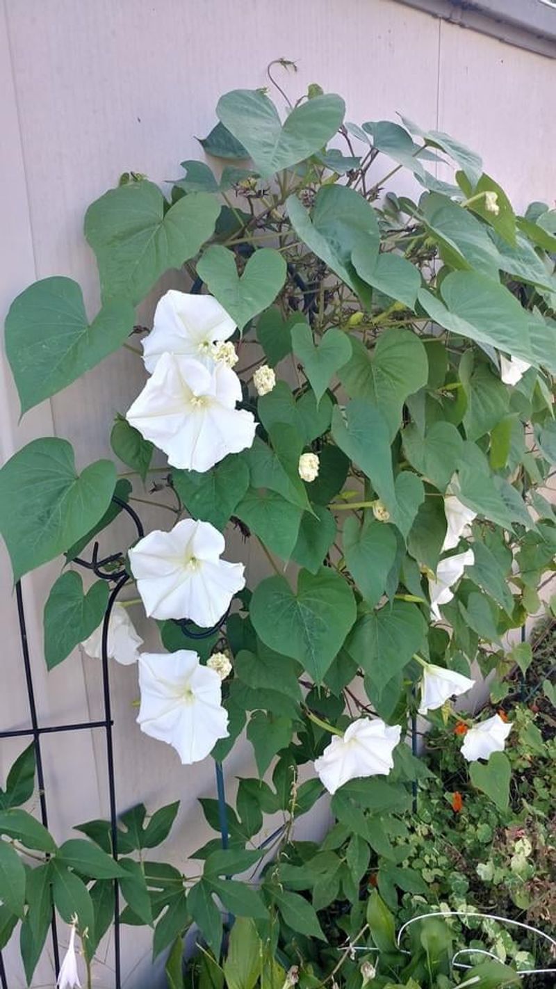 Flowering Vines That Climb Beautifully in Florida Heat 20 Moonflower
