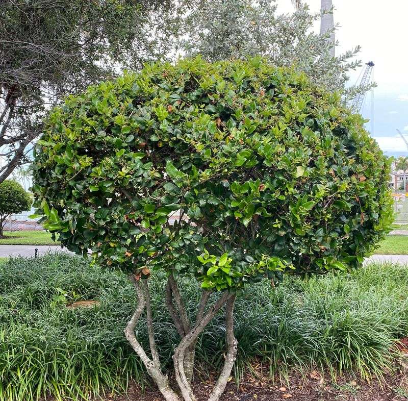 Heat-Tolerant Shrubs That Keep Florida Yards Looking Lush 15 Ligustrum