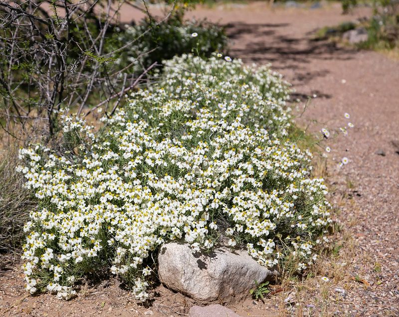 Desert zinnia
