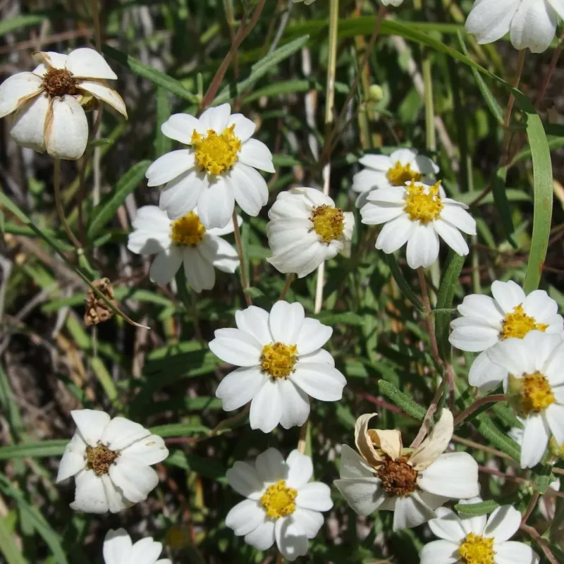 Blackfoot Daisy