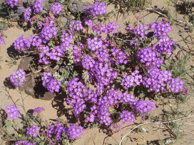 Sand Verbena