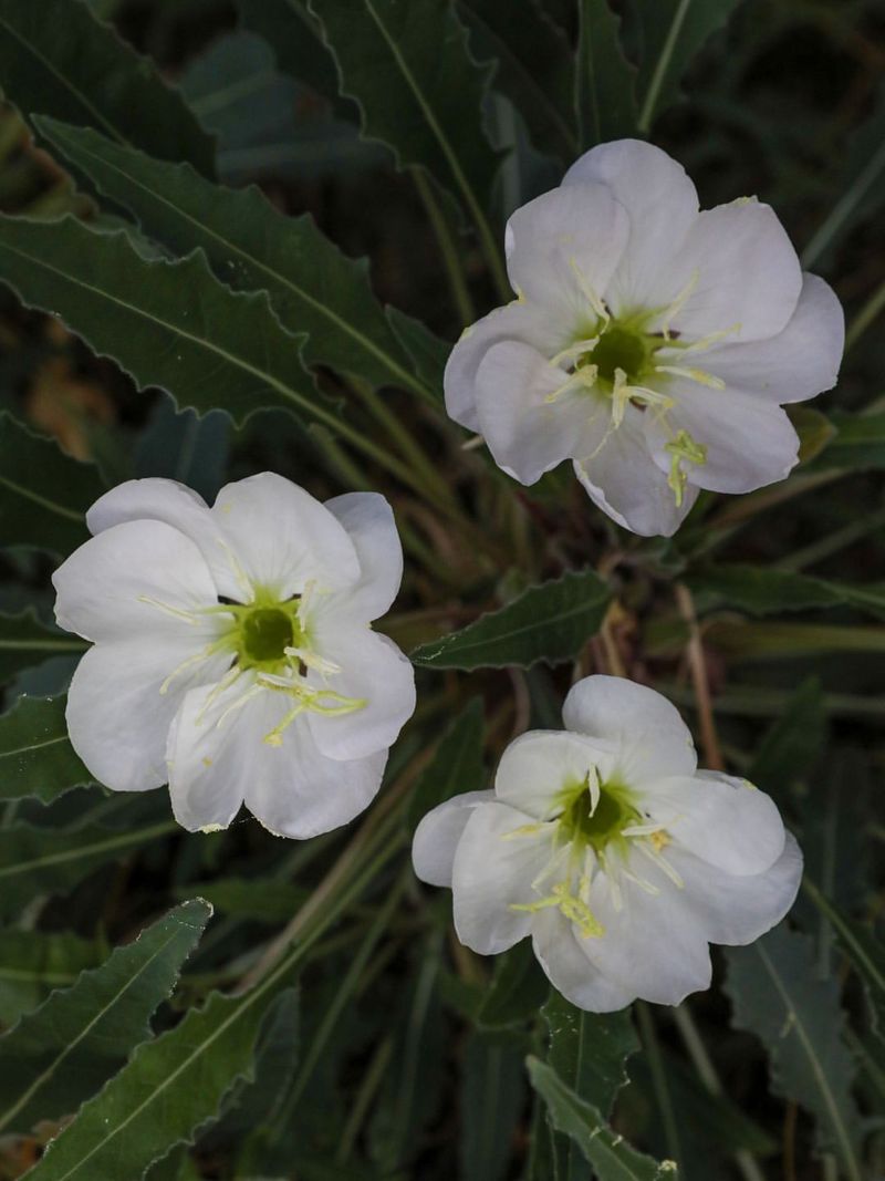Evening Primrose