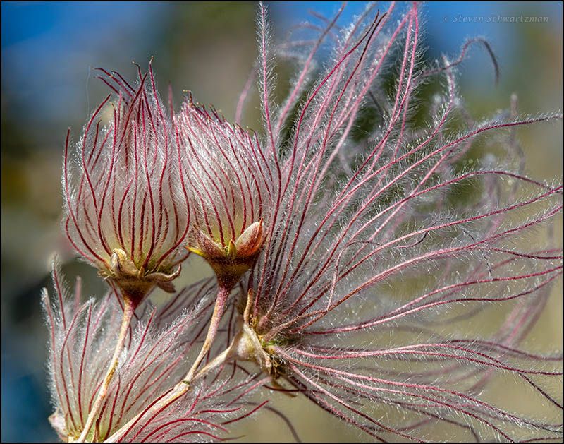 Apache plume