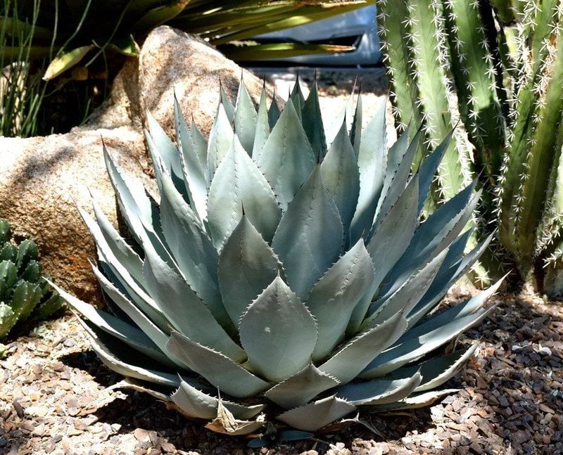Parry's agave