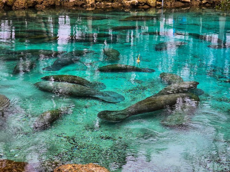 Florida’s Clearest Springs That Feel Quietly Unreal in Person 3 Three Sisters Springs - Crystal River, Florida