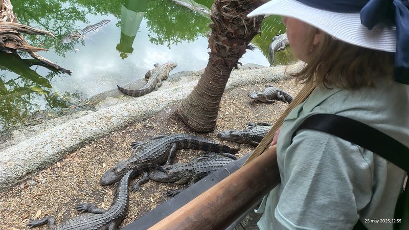Baby Alligators in the Lagoon — Yes, Really