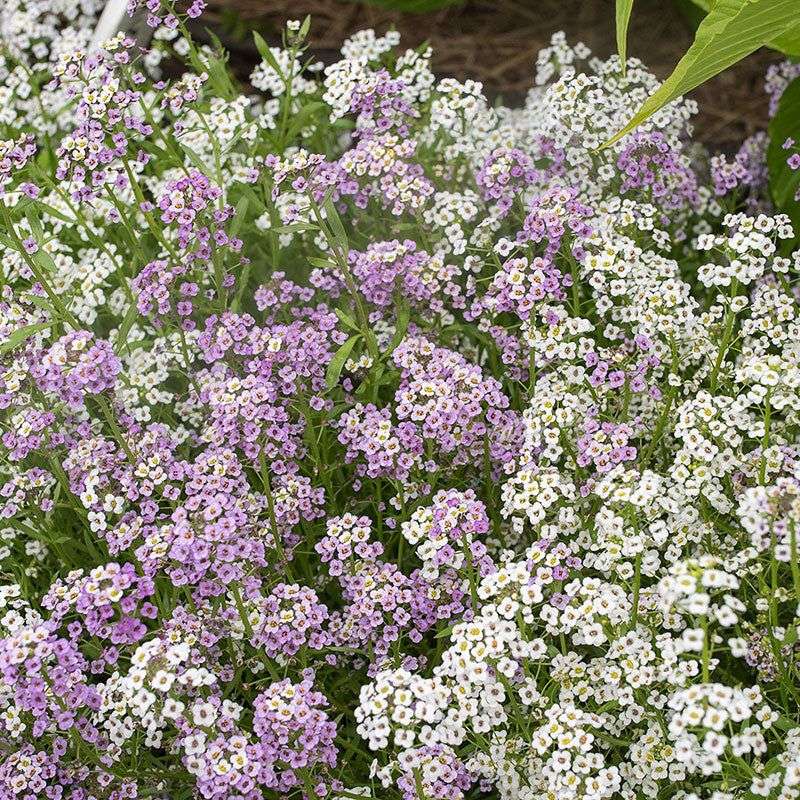 Fragrant Plants That Bring Both Color and Scent to Florida Gardens 16 Sweet Alyssum
