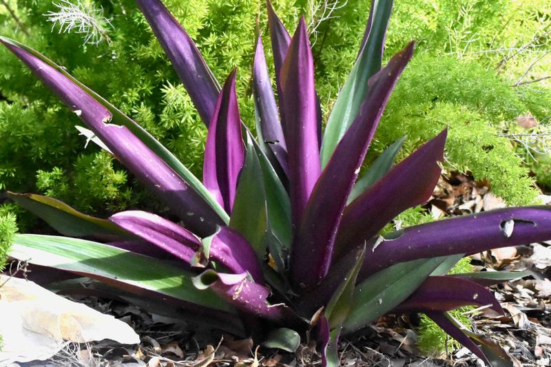 Foliage Plants That Bring Bold Color to Florida Gardens Year-Round 17 Oyster Plant