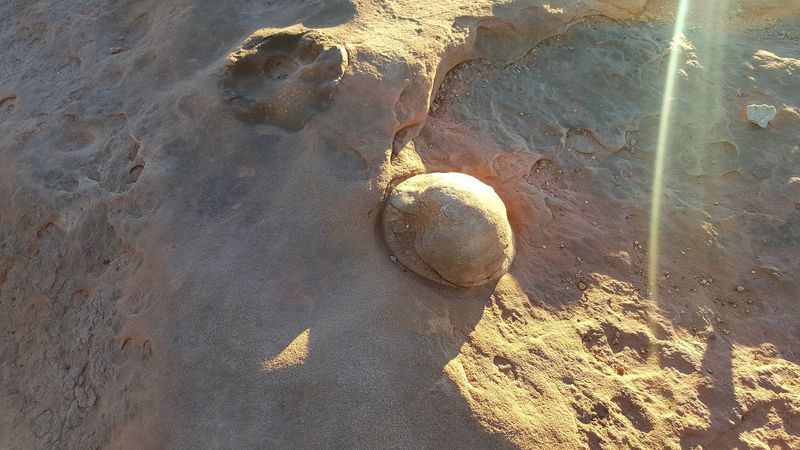 This Arizona trail is like a real-life Jurassic Park with actual dinosaur tracks 6 Petrified Dino Dung and Marine Fossils