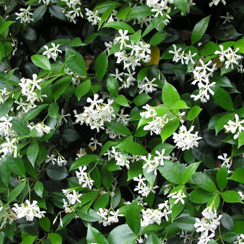 Flowering Vines That Climb Beautifully in Florida Heat 5 Confederate Jasmine