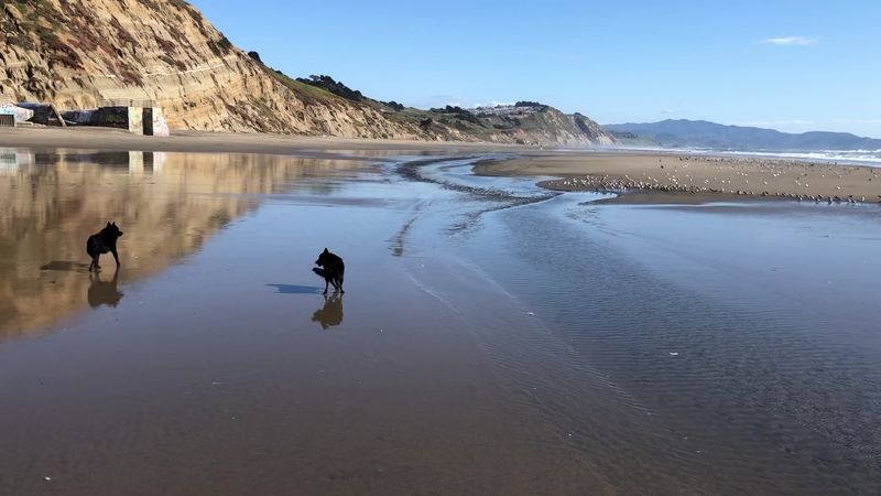 California Dog Beaches That Make Every Trip Better With Your Pup 5 Fort Funston - San Francisco, California