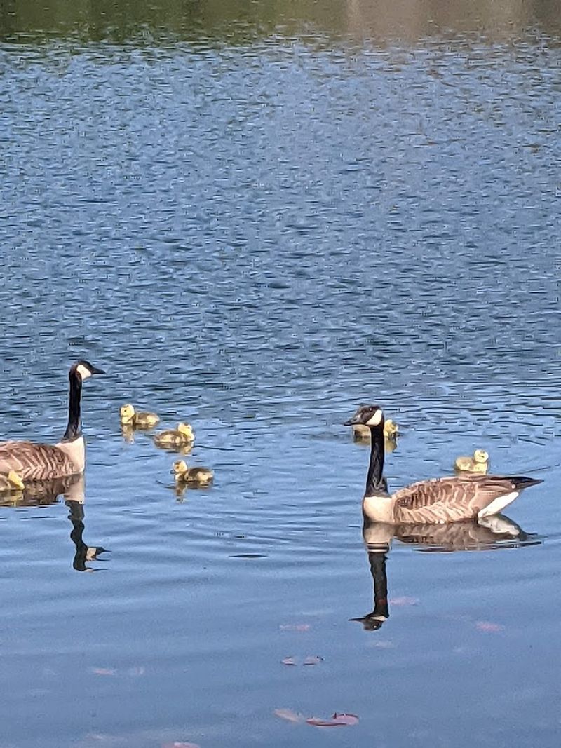 Wildlife Moments Along the Water