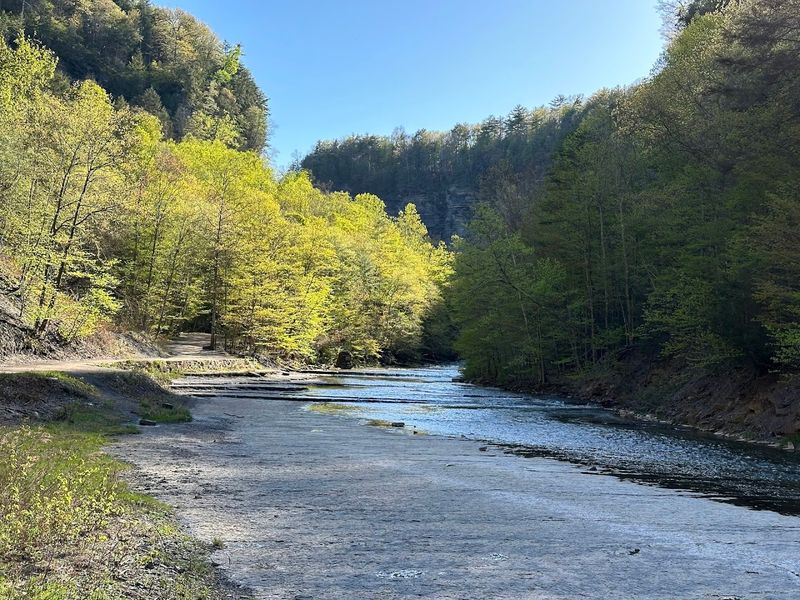 Dog-Friendly Trail Experience